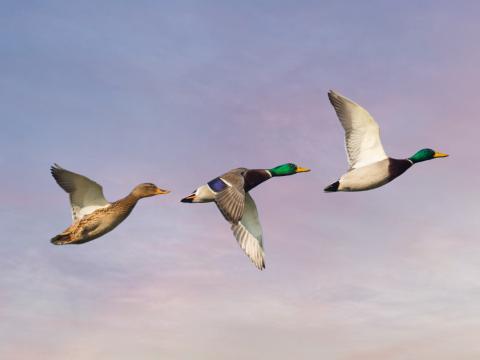 Duck hunting season